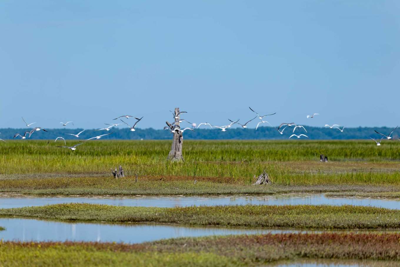 Bird Island, SC - South Carolina, United States - Private Islands for Sale